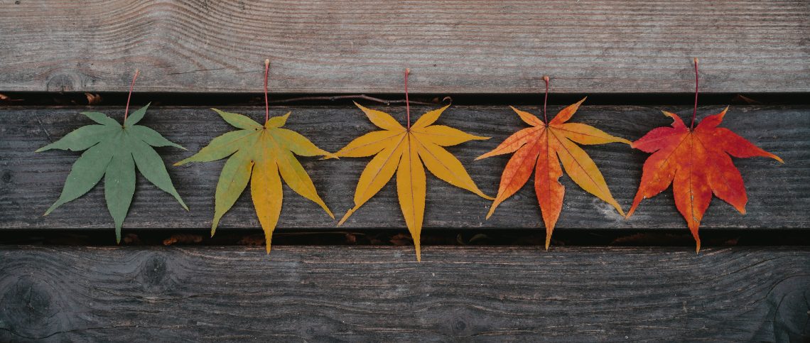 Leaves on weathered boards