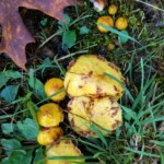 Cluster of yellow mushrooms