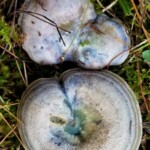 Blue mushrooms