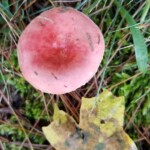 Pink mushroom