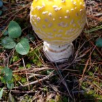 Yellow mushroom