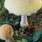 Large yellow mushrooms