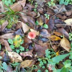 Tiny red mushroom in fall leaves