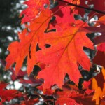 Autumn Leaves Autumn Leaves