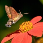 Hummingbird Moth in Summer
