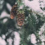 Pine cones in winter Pine Cones in Winter