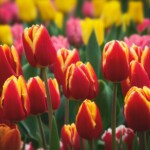 Tulips in Spring