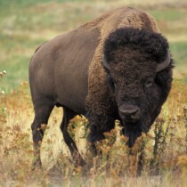 Bison