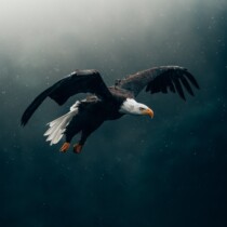 Eagle in flight